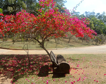 Imagem Conheça os melhores parques na Zona Norte